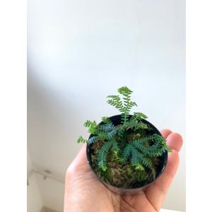 イワヒバの育て方の商品一覧 通販 Yahoo ショッピング