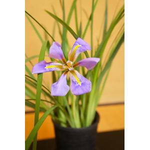 あやめ 球根 花 ガーデニング の商品一覧 通販 Yahoo ショッピング