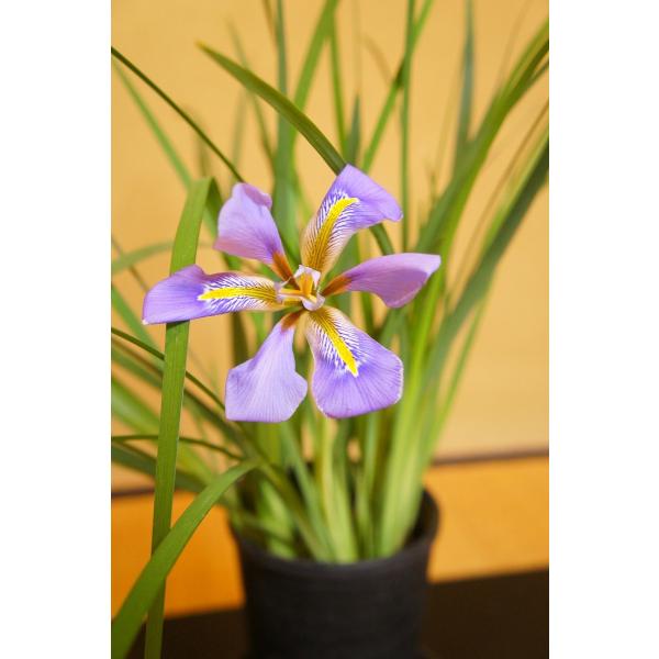 寒咲き菖蒲　 Iris unguicularis