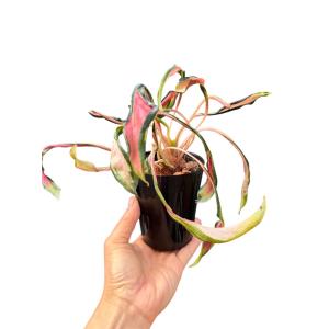 庭木・植木 トネリコ・アオダモ・オーレア（アオタゴ、コバノトネリコ