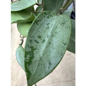 観葉植物 ホヤ パラシチカ シルバー Hoya...の詳細画像1