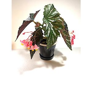 陶器鉢 グロッシーポット ノアール 4号の詳細画像1