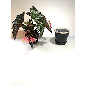 陶器鉢 グロッシーポット ノアール 4号の詳細画像2