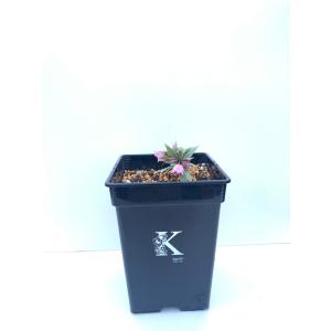 クリスマスローズ チベタヌスの商品一覧 通販 Yahoo ショッピング