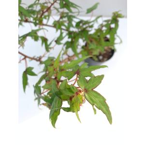 ベゴニア 原種 球根性 塊根 ドレゲイ B.d...の詳細画像3