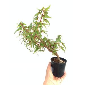 ベゴニア 原種 球根性 塊根 ドレゲイ B.d...の詳細画像4