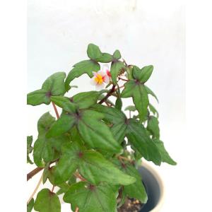 ベゴニア 原種 球根性 塊根 ドレゲイ B.d...の詳細画像5
