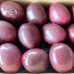 奄美大島産　パッションフルーツ２Kｇ（M玉・L玉サイズ混合）＜kashiwa farm＞