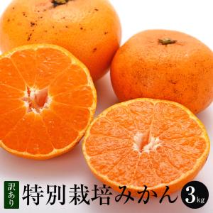 【訳あり】熊本県産 特別栽培 温州みかん 3kg 大きさ色々 送料無料 熊本 高級 美味しい 甘い みかん ファームオリンピア タビグルメ