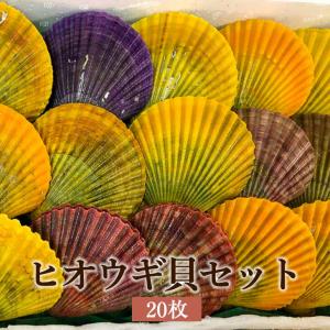 ヒオウギ貝（大サイズ）20枚 : ナカトー - 通販 - Yahoo!ショッピング