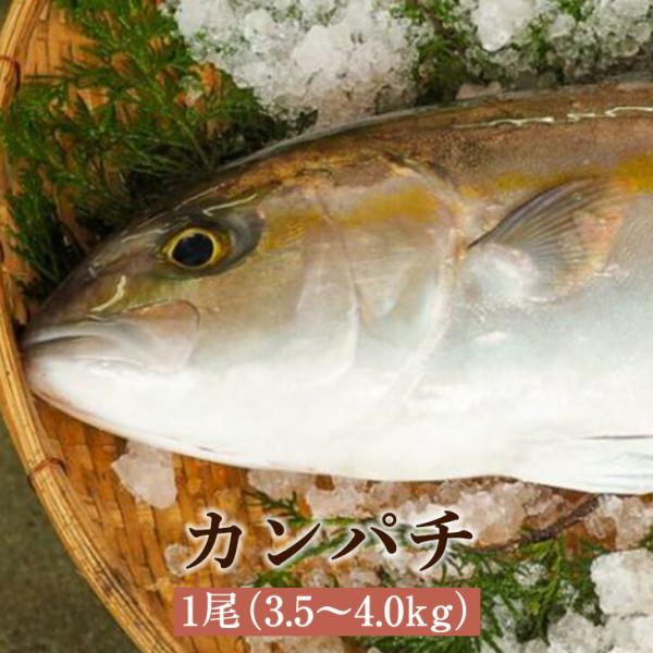 カンパチ 1尾 3.5〜4.0kg かんぱち 養殖カンパチ 高級魚 活魚 鮮魚 活け締め 神経抜き ...