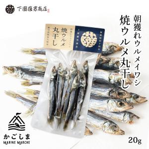 土佐名物ほたれ丸干し（カタクチイワシ丸干し）※只今のサイズ12cmほど