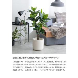 観葉植物 ゴムの木 フィカス フェイクグリーン...の詳細画像1