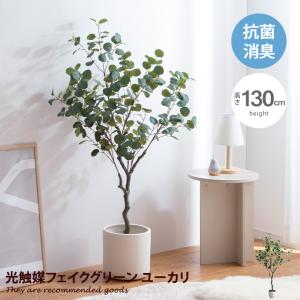 Nature ナチュレ 観葉植物 ユーカリ フェ...の商品画像