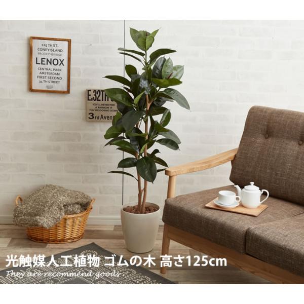 観葉植物 ゴムの木 ゴム rubber tree rubbertree 室内