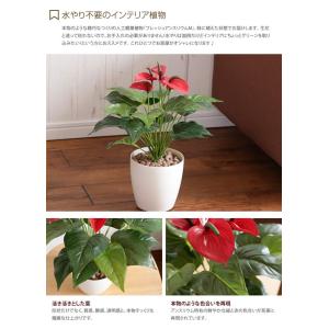 Fresh Anthurium フレッシュアン...の詳細画像1