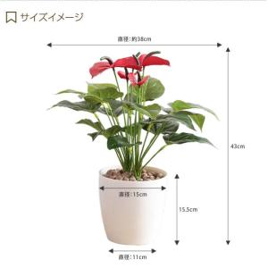 Fresh Anthurium フレッシュアン...の詳細画像2