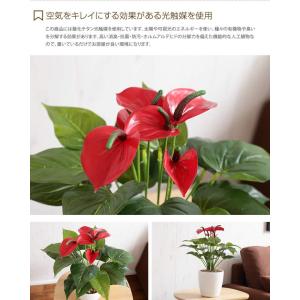 Fresh Anthurium フレッシュアン...の詳細画像3