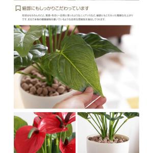 Fresh Anthurium フレッシュアン...の詳細画像4