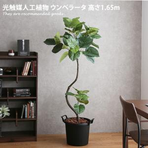 人工観葉植物 フェイクグリーン 高さ1.65m 人工植物 光触媒 インテリアグリーン 造花 インテリア おしゃれ ウンベラータ 消臭 抗菌 V-CAT