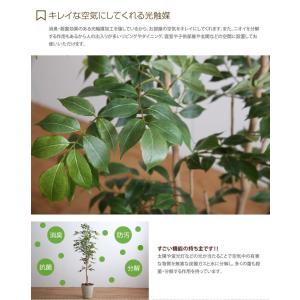高さ1.3m 光触媒 フェイクグリーン 観葉植...の詳細画像3
