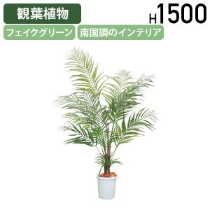 キングパーム 8号 ユスラヤシ ヤシ 観葉植物 インテリア 鉢植え