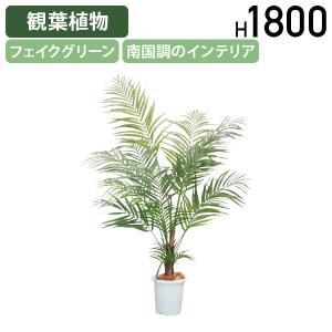 特大株！ ココスヤシ ヤシの木 株立ち（大） 樹高約1.3m 3本立ち 根