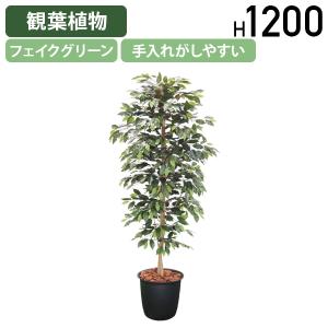 観葉植物 フィカスベンジャミン L 10号鉢 植物 10号 インテリア 室内