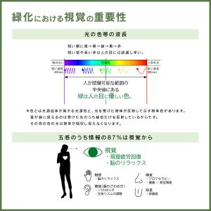 ドラセナ・コンシンネ W800 D800 H1...の詳細画像4