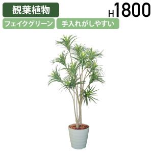 ドラセナ・コンシンネ W900 D900 H18...の商品画像