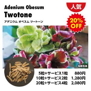 アデニウム オベスム ツートーン　人気種子　５粒＋サービス1粒　希少種子　栽培　ガーデニング　家庭菜園　園芸用品　野菜　花　植物　塊根植物