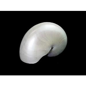 オウムガイ の 殻の商品一覧 通販 Yahoo ショッピング