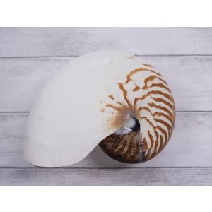 オウムガイの殻 Minecraft