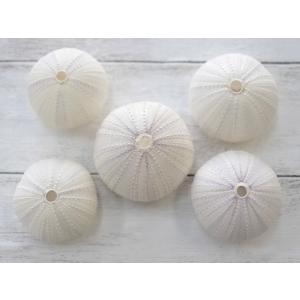 ピンクウーチン 小 約3 4ｃｍ 5個入 貝 ウニ ランプ ｌｅｄ エアープランツ ピンク ハンドメイド Uni2 貝殻の問屋さん ホームテリア 通販 Yahoo ショッピング