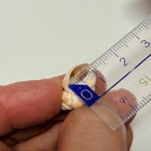 ヤドカリ引越用貝殻SS-S 5個セット(殻口内...の詳細画像4
