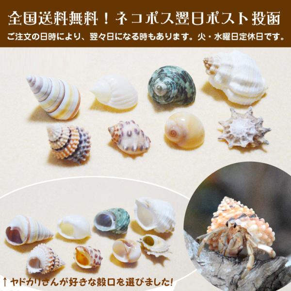 ヤドカリ引越用貝殻 SS-Sセット　８個セット