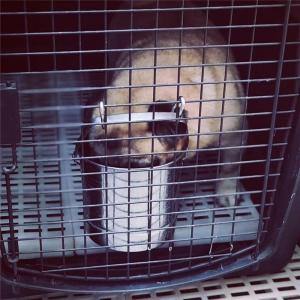 ペット用飲用噴水 犬 水飲み 犬 水飲み皿 ペ...の詳細画像2
