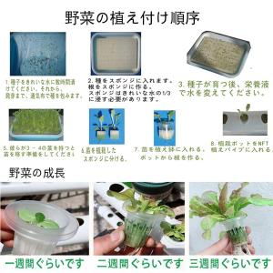 水耕栽培キット すいこう栽培キット いちご 野...の詳細画像5