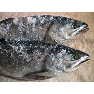 原産地からの直送】 鮮度抜群！ 鮮秋鮭（メス） 3．0Kg前後