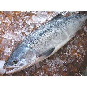 【原産地からの直送】　鮮度抜群！　鮮秋鮭（メス） ３．０Kg前後（１本物）
