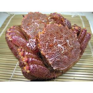 No312 極上毛がに ２尾セット １．０ｋｇ前後 やっぱり未冷凍活きたまま配送！は当日に浜茹でからの！