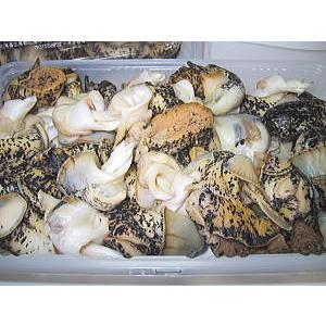 北海道 広尾産　煮粒（灯台粒）(３００g)