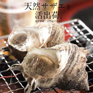 【同梱不可】 サザエ さざえ 特大サイズ 1k...の詳細画像1
