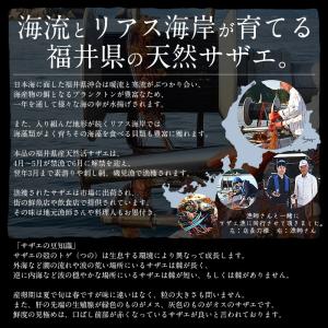 【同梱不可】 サザエ さざえ 特大サイズ 1k...の詳細画像2