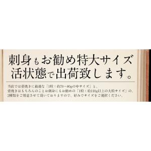 【同梱不可】 サザエ さざえ 特大サイズ 1k...の詳細画像3