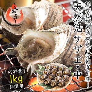 サザエ さざえ 中サイズ 1kg 天然 活 （1粒70〜80g/約13粒）福井県産