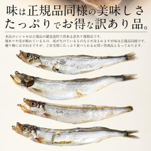 ししゃも シシャモ 訳あり 干物 子持ち メス...の詳細画像2
