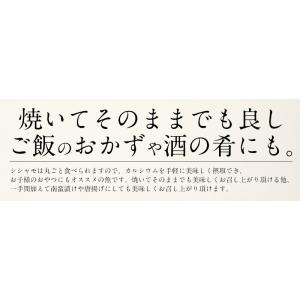 ししゃも シシャモ 訳あり 干物 子持ち メス...の詳細画像3