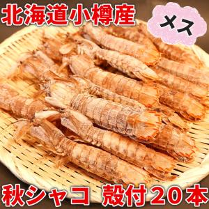 シャコ メス 小樽産 殻付 20本 秋シャコ 蝦蛄 小樽名物