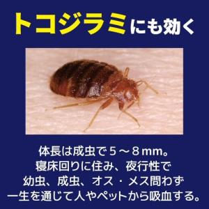 ゴキブリ 駆除 殺虫剤 金鳥プロ用ゴキブリ駆除...の詳細画像5